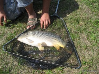 Snímek jedné z ulovených ryb, třeboňského kapra, z rybářské soutěře na Rybářských slavnostech 2007 v Třeboni.