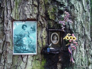 Na snímku je památný strom - dub letní (obvod kmene 593 cm), do jehož kůry jsou zasazené obrázky Emy Destinnové. Tento strom roste u Nové řeky kousek od Stříbce v blízkosti žulového pomníčku Emy Destinnové.