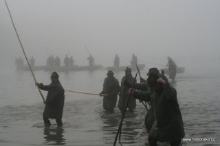 Pohled na výlov Bošileckého rybníka. Před vlastním lovením jdou rybáří - pěšáci opatrně vzhůru nad loviště a tyčemi plaší rybu, aby sešla do loviště (tzv. sháňka).