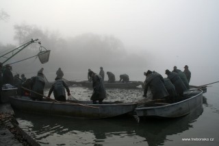 Pohled na výlov Bošileckého rybníka. Rybáří právě přitáhují síť s rybami ke kádišti a připoutávají ke kůlům (tzv. puntovací).