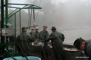 Jeden z pohledů na práci rybářů při výlovu Bošileckého rybníka. Rybáři zde právě váží roztříděné ryby, které se pak vyklápí do beden na autech.