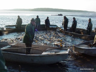 Pohled na práci rybářů při výlovu Rožmberka. Zkušení rybáři na lodích (většinou jsou to baštýři) povytahovonám sítě způsobili, že ryba zhoustla; dochází k tzv. jádření.