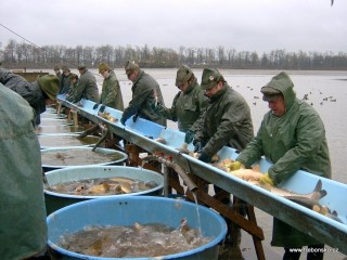 Pohled na práci třeboňskýcj rybářů, kteří třídí na třídičce ryby z rybníka Svět.