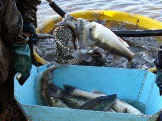 První vylovenou rybou jsou candáti; dávají se do kádí, poté váží a nakládají k odvozu.