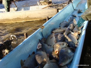 Kapr je nejhojnější rybou třeboňských rybníků.