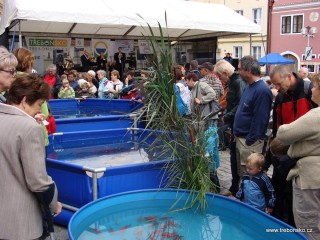 K rybářským slavnostem neodmyslitelně patří expozice živých  (nejen) okrasných ryb.