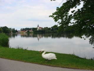 Rybník Bošilecký