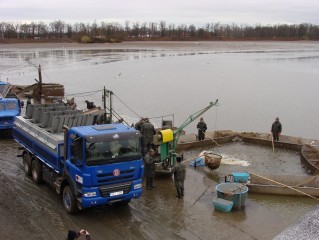 Jarní výlovy 2012 na Třeboňsku