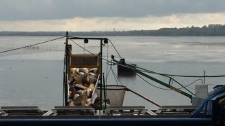 Kapři z Rožmberka zahajují cestu na náš stůl 