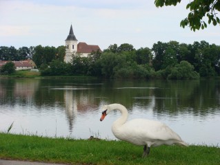 Bošilecký rybník