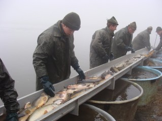 Třídění ryby