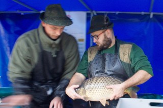 Tak tento kapr z Rožmberka má 4,86 kg!