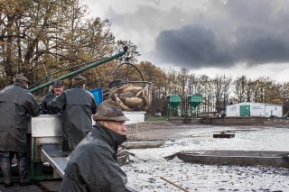 Výlov Dvořiště 2017 - fotografie 