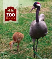 Zoo Hluboká