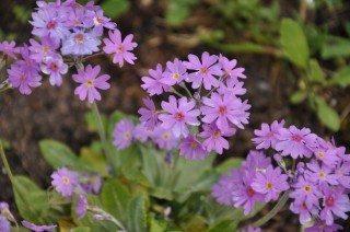 Primula frondosa