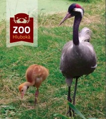 ZOO Hluboká - vánoční nasvícení 2019