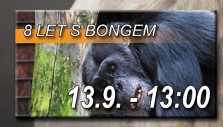 8 let s Bongem - pozvánka do ZOO Dvorec