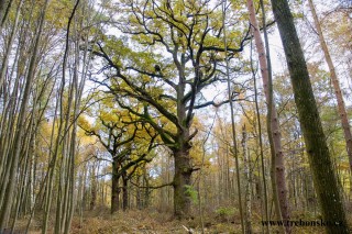 Branské doubí - podzimní fotografie přírodní rezervace