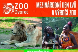 Výročí ZOO Dvorec a Mezinárodní den lvů 2021