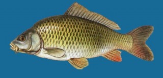 Kapr obecný - Cyprinus Carpio 