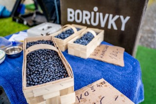 Borovanské borůvkobraní - program 2024