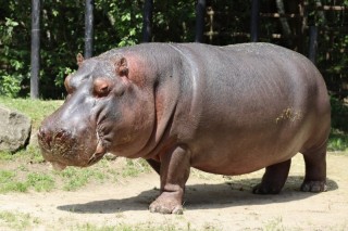 Buborék