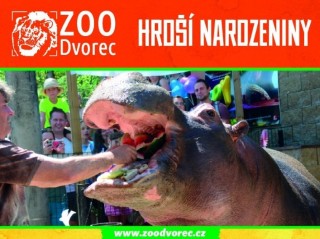 Narozeniny hrocha Buboréka  - ZOO Dvorec
