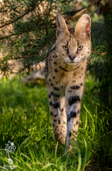 serval