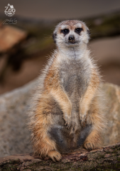 suri