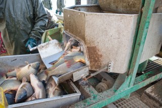 Výlov Dvořiště 2011 a gastronomie