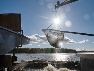 Fotografie z výlovů třeboňských rybníků
