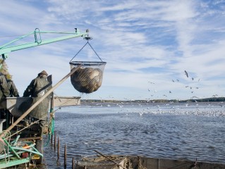 Slavnostní výlov rybníka Rožmberk 