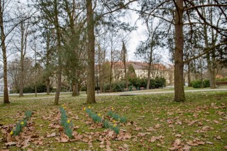 Třeboň předjaří