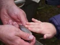 Rolnička na výlovu rybníka Nový Vdovec