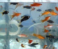 Akvatrhy akvarijních ryb, rostlin a příslušenství 2011