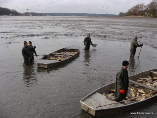 Ve Světě nezbyla snad ani jedna ryba... (21. 11.)