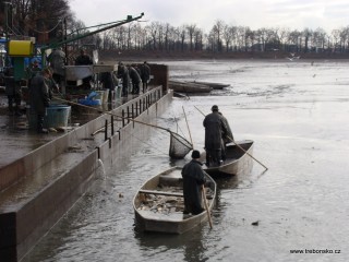 Ke kádišti rybáři sváží poslední kousky ze Světa (21. 11.)