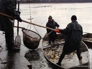 Vybírání posledních ryb z rybníka Svět (21. 11.)