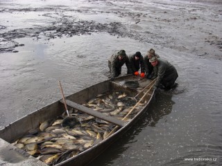 Poslední ryby z rybníka Svět  (dolovek) jsou již v rukou rybářů (21. 11.)