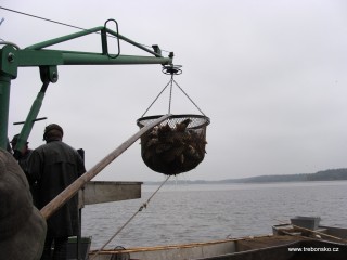 Výlov mechanickým keserem.