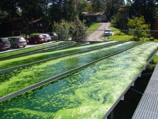 Třeboňská chlorella